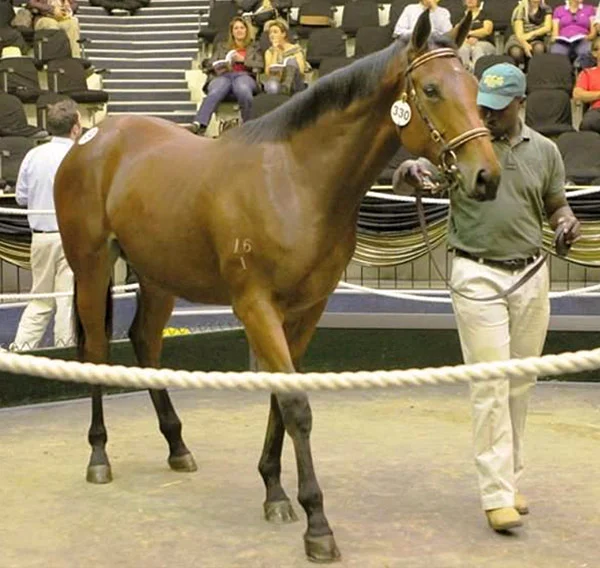 National Yearling Sale Lot 330 Purely Atomic