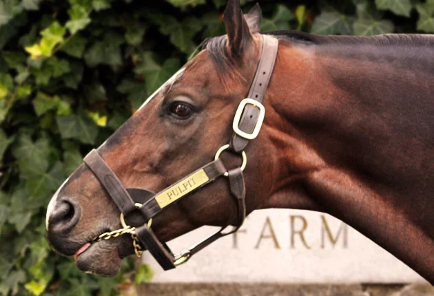 Pulpit Stallion