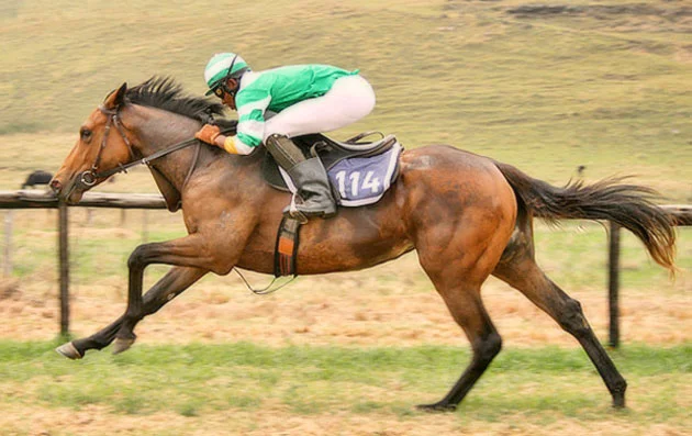 Igugu at the Emperors Palace Ready To Run Gallops