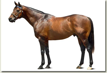 Elusive Quality Stallion