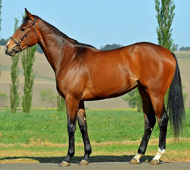 Lot 223: Kosava (Kahal x Nordic Air)