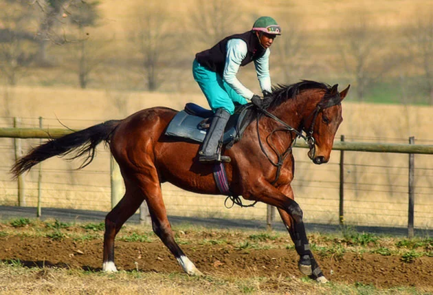 Thabiso Mgoza Ready To Run Sale