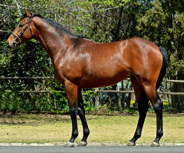 Lot 104: Intandokazi (AUS) (Encosta De Lago x Bella Princess)