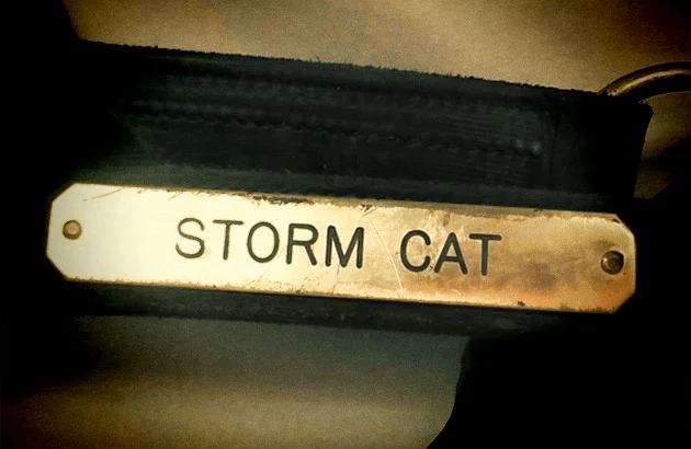Storm Cat