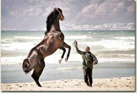 Gimmethegreenlight Horse on the Beach in Cape Town
