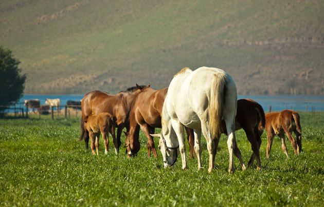 Summerhill Stud Paddocks