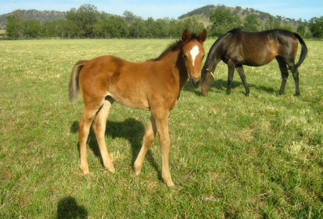 Igugu as a Foal