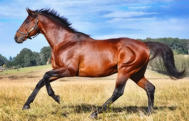 Kahal / Summerhill Stud (p)