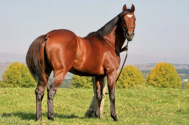 Mullins Bay Stallion