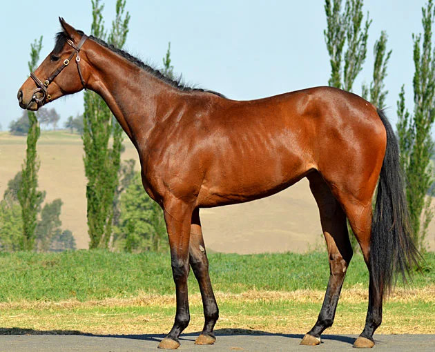 Lot 36: Defining Looks (Trippi x Snooty Lady)