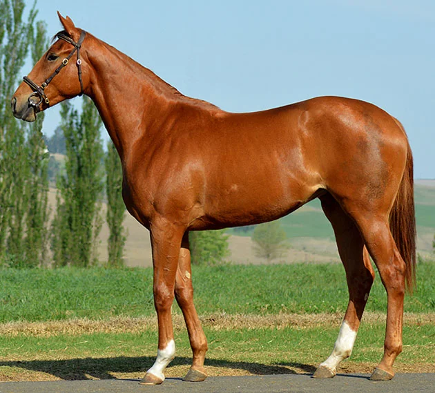 Lot 82: Banda (Kahal x Winter Wish)