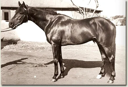 st pauls 1946 durban july winner