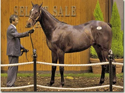 lot 65 Rock Of Gibraltar out of My Katies