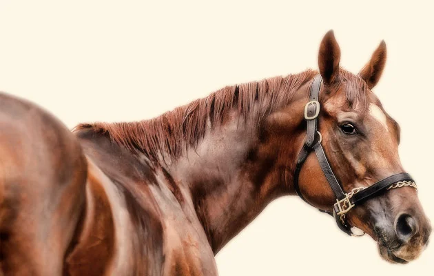 Animal Kingdom Horse