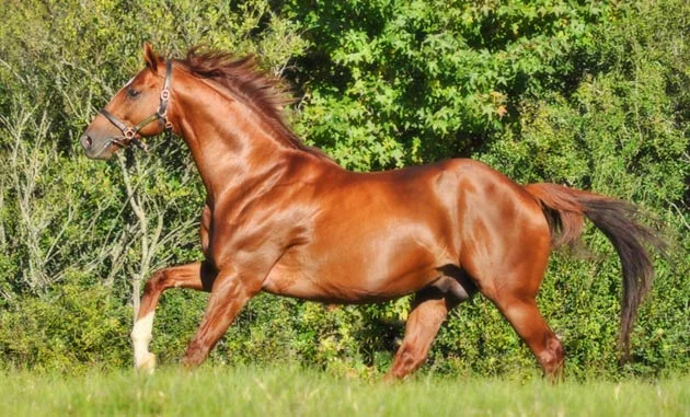 Admire Main by Sunday Silence