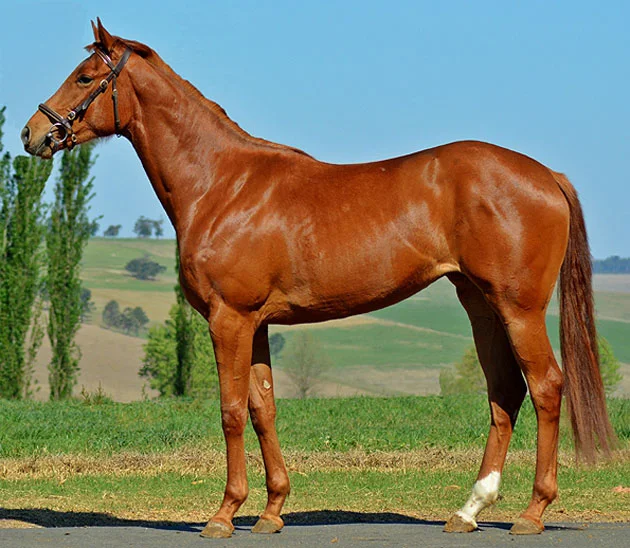 Lot 166: Blue Lily (Muhtafal x Heliantha)