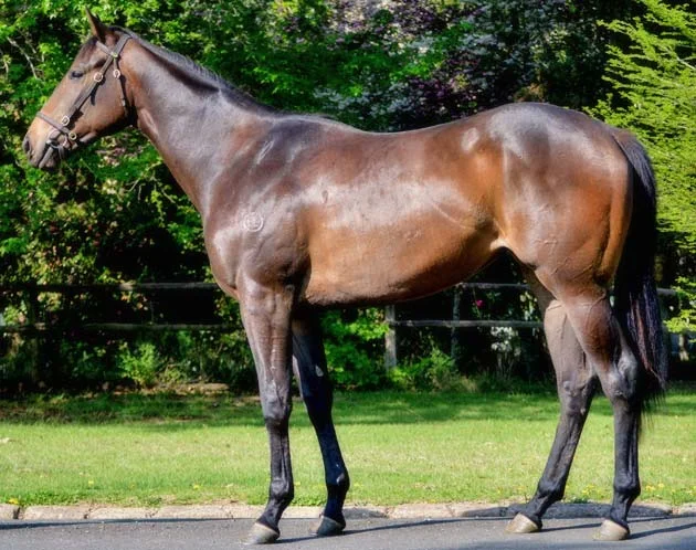Ready To Run Sale Lot 153 Rock Of Gibraltar - Almighty Sister