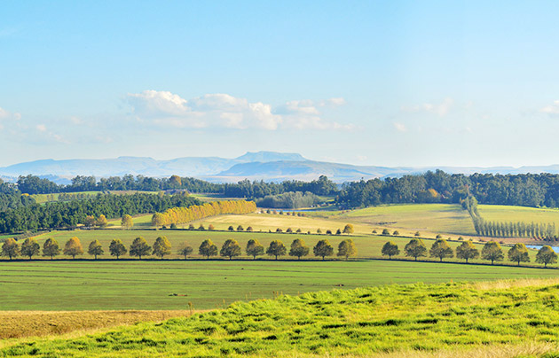 summerhill stud mooi river