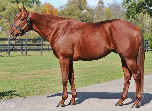Visionaire Stallion