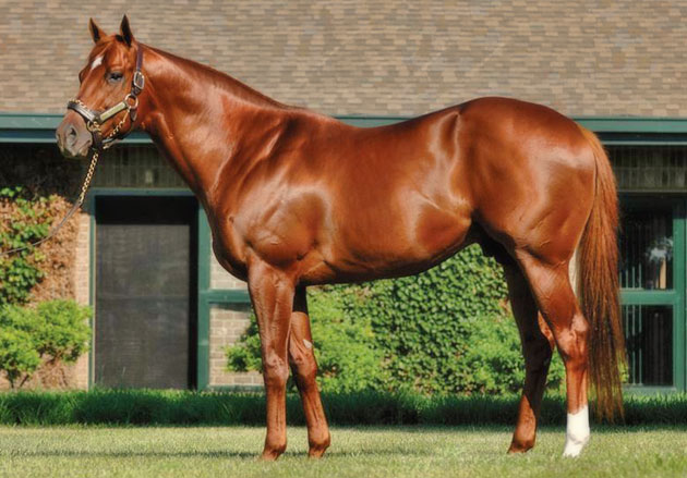 Speightstown Stallion