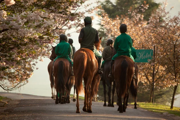 Horses walking through cherry blossoms at Hartford House
