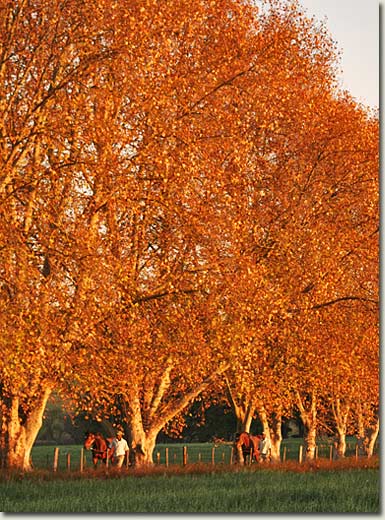 winter at summerhill stud