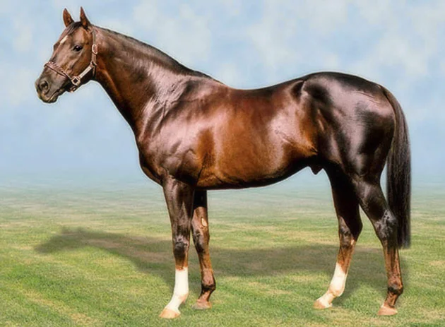 National Emblem Stallion