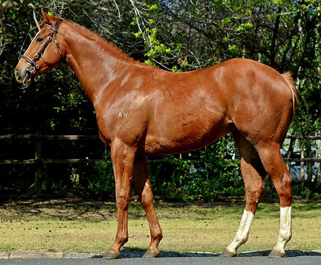 Lot 206: Rich Girl (AUS) (Rock Of Gibraltar x Miss Moguls)