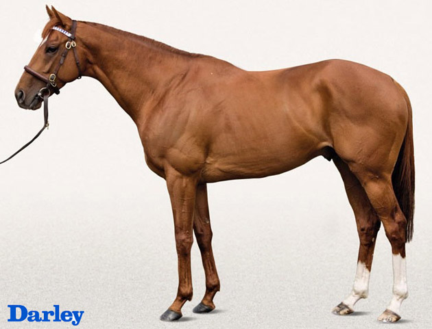 New Approach Horse