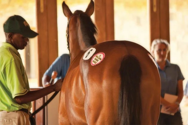 Emperors Palace Summer Ready To Run Sale Sales Ring