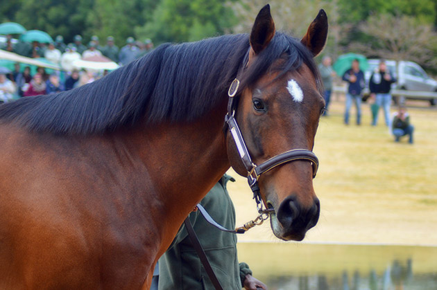 Traffic Guard on show at the Summerhill Stallion Day / Leigh Willson (p)