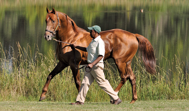 AP Arrow by AP Indy Stallion
