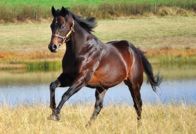 Way West Stallion