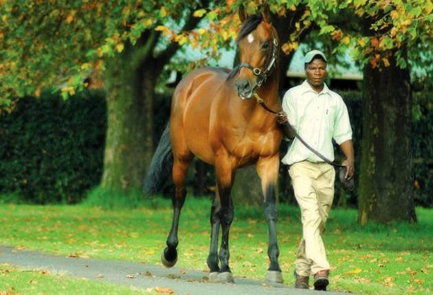 Traffic Guard Stallion