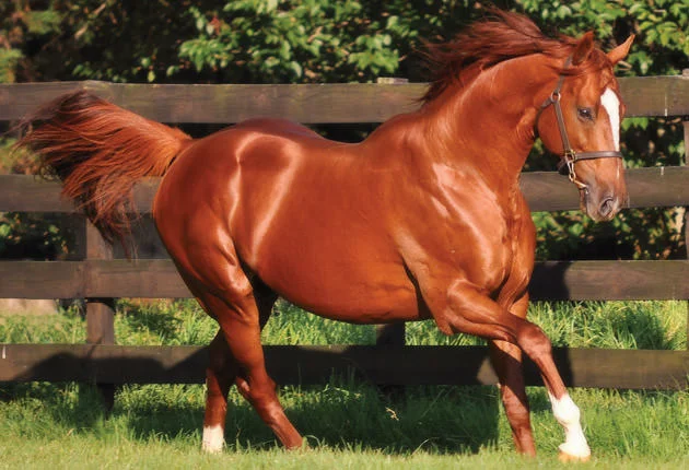Admire Main Stallion