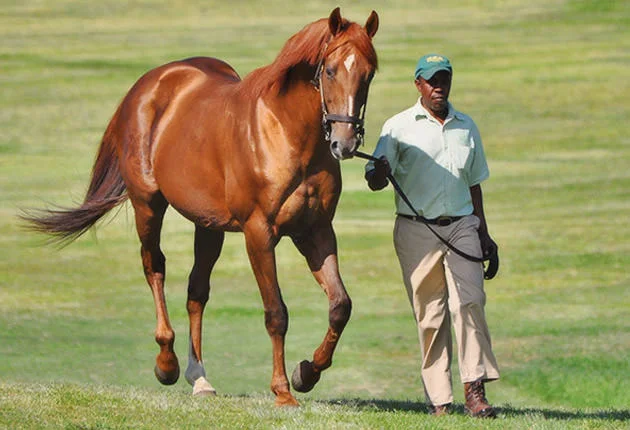 AP Arrow Stallion