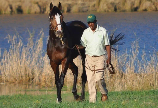 Golden Sword Stallion