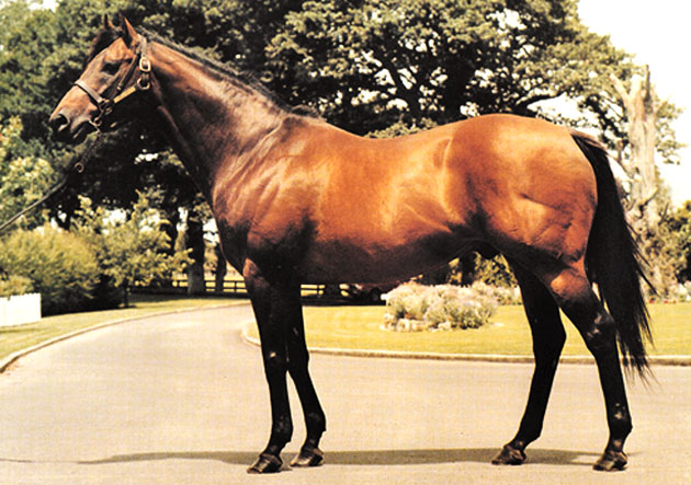 Sir Tristram Stallion