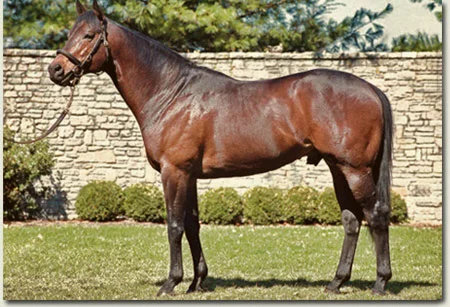 Grand Slam Stallion