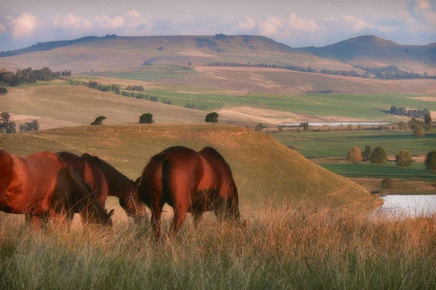 “There’s a reason we chose to pitch our tent in this neighbourhood” / Summerhill Stud (p)