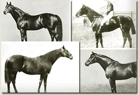 thoroughbred nicks