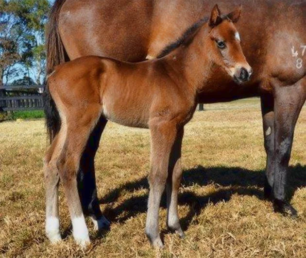 Filly foal by Animal Kingdom out of Tumble Turn / Arrowfield Stud (p)