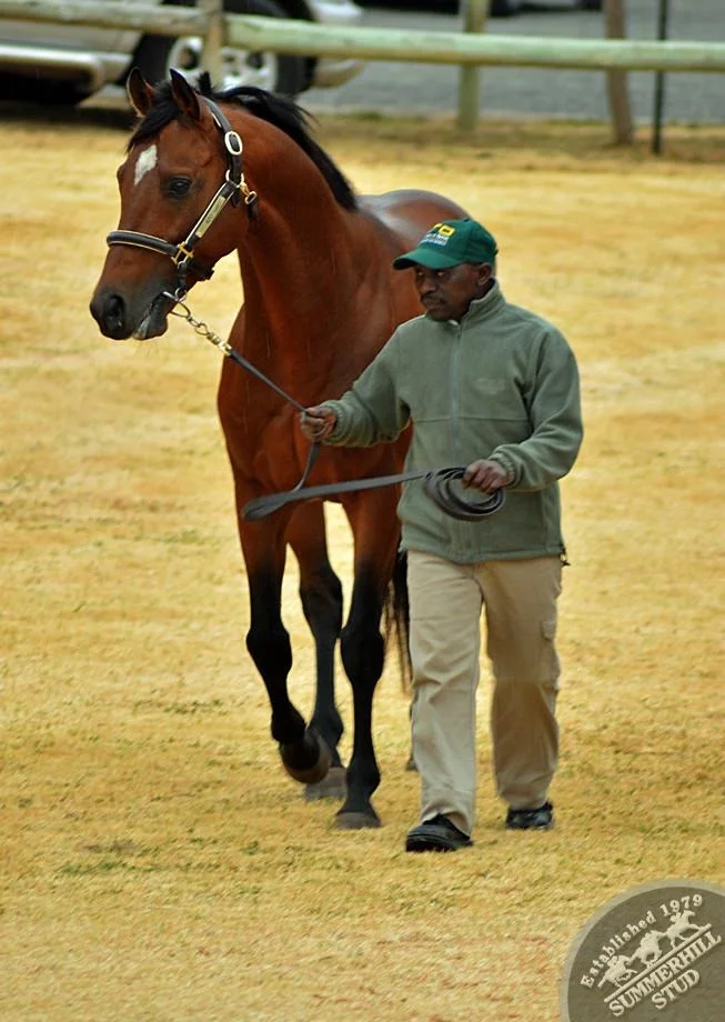cathsseta-stallion-day-54.jpg
