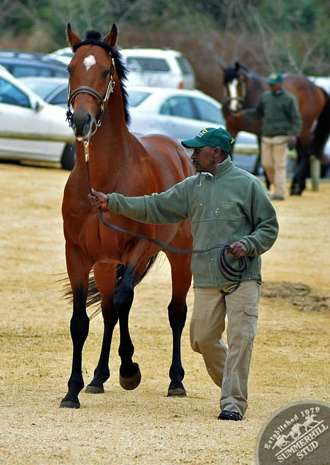 cathsseta-stallion-day-56.jpg