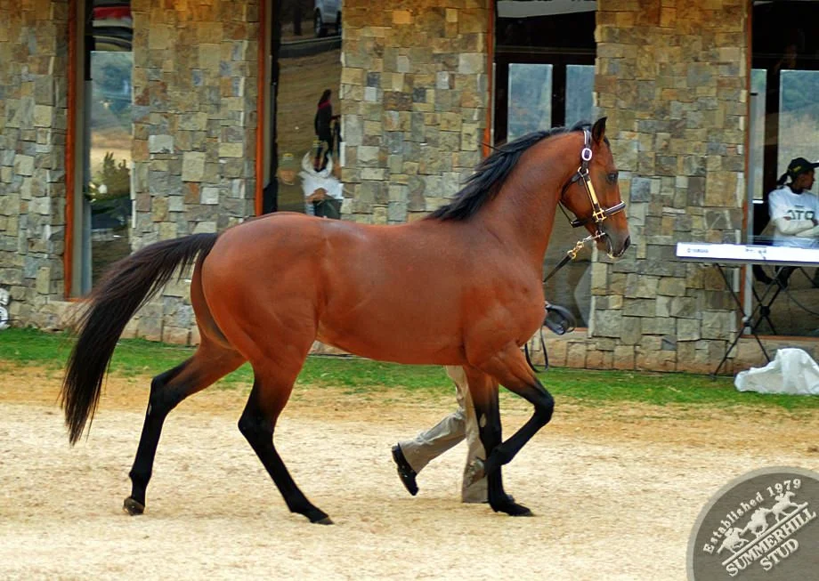 cathsseta-stallion-day-57.jpg