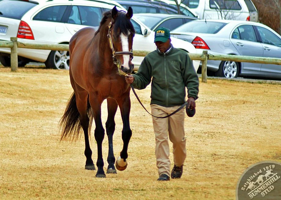 cathsseta-stallion-day-60.jpg