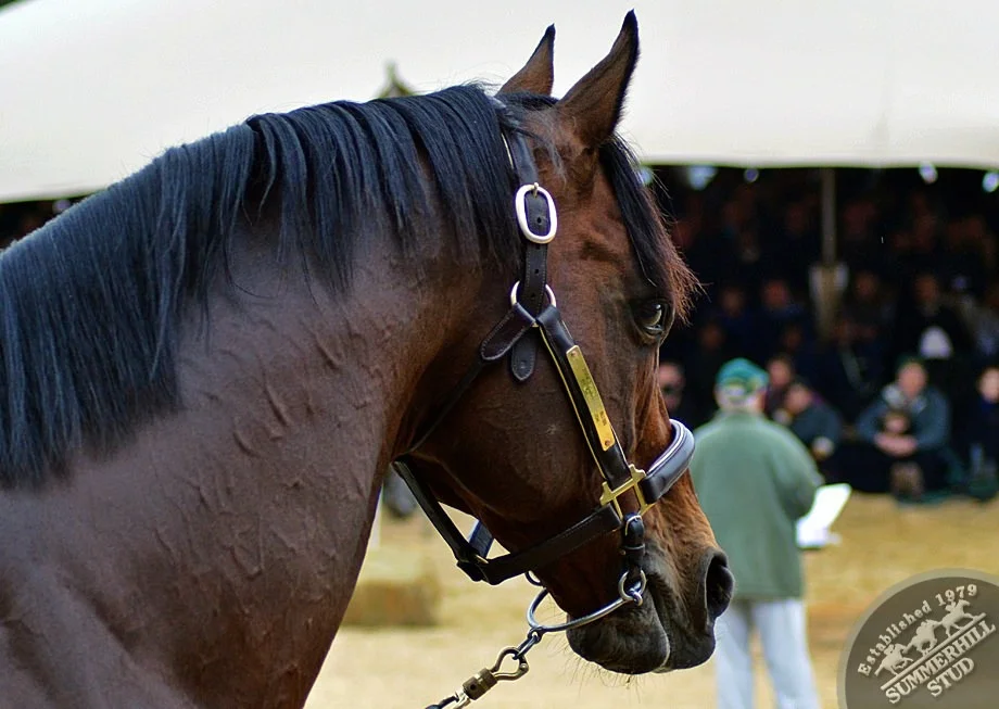 cathsseta-stallion-day-78.jpg