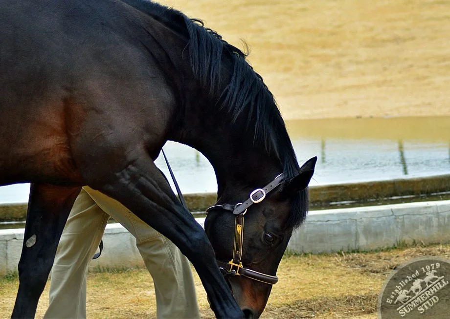 cathsseta-stallion-day-88.jpg