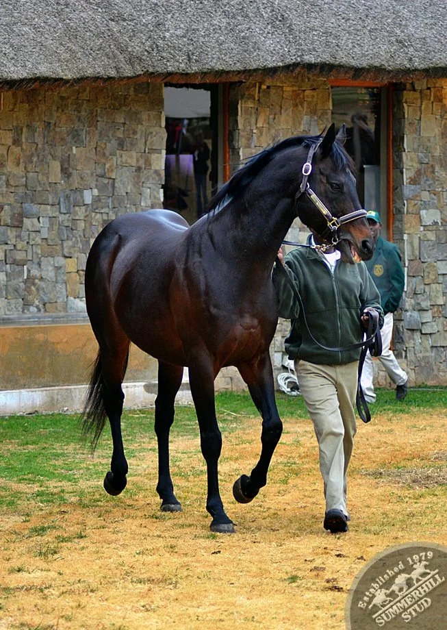 cathsseta-stallion-day-87.jpg