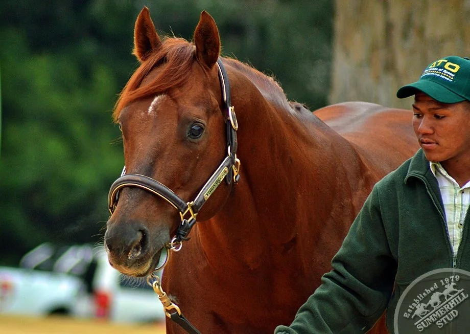 cathsseta-stallion-day-101.jpg
